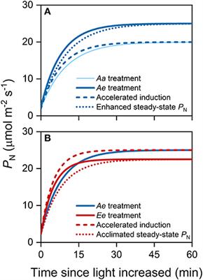 Elevated CO2 Enhances Dynamic Photosynthesis in Rice and Wheat